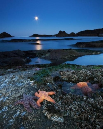 Moonlight Starfish, Seal Rock Beach, Oregon