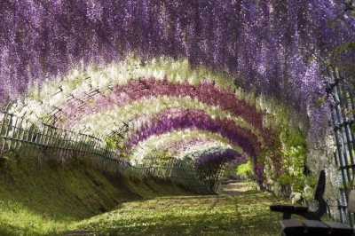 Wisteria Tunnel, Kawachi Fuji Garden, Kitakyushu, Japan