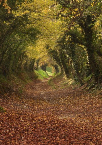 Tree Tunnel Path to Halnaker Mill, West Sussex, England