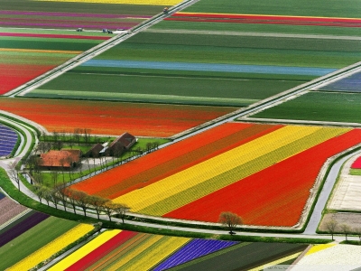 Aerial view of tulip flower fields in Amsterdam, Holland