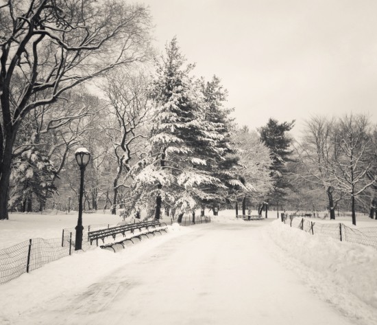 Central Park winter trees covered with snow. New York City