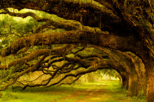 Coastal Live Oak Trees, South Carolina