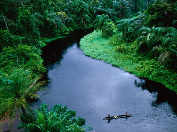 Congo rain forest