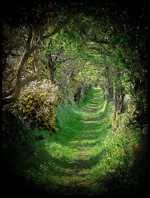 Tree tunnel. Ballynoe, Co Down, Ireland