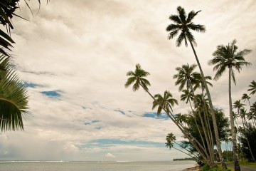Bunch of palms on Rarotongian harbor, Cook Islands