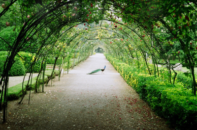 Garden tree tunnel