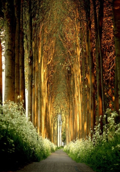 Tree Tunnel, Belgium