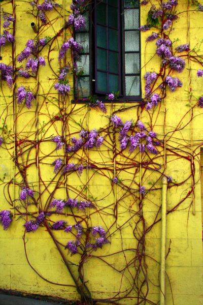 Vines and colours. San Francisco
