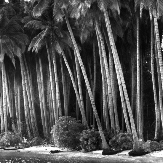 Coconut palm trees