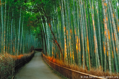 Sagano Bamboo Grove, Arashiyama, Kyoto, Japan