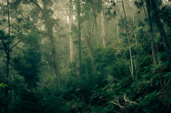 Eucalyptus Forest, Madeira, Portugal