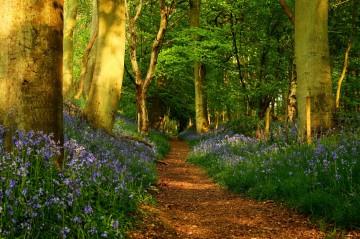 Grim's Ditch, Mongewell, England