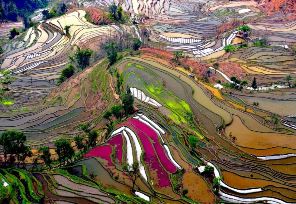 Rice fields, Yunnan, China
