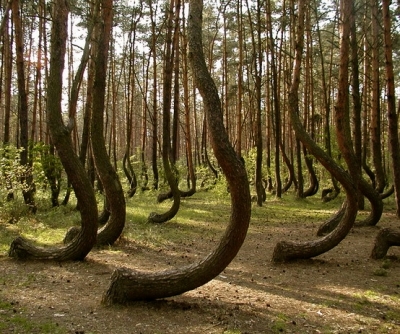 Poland’s Mysterious Crooked Forest