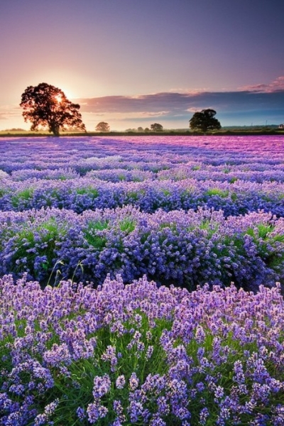 Lavender field sunset, Provence, France