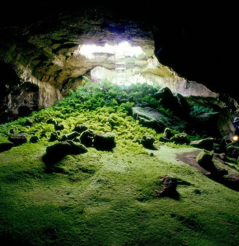 Underground garden, Lava Beds National Monument, Tulelake, California