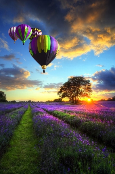Balloon ride over lavender fields