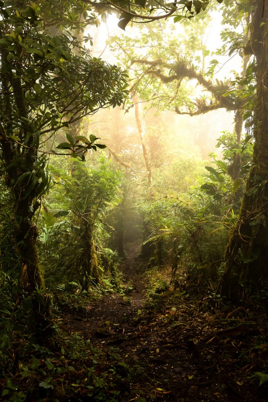 Costa Rica Monte Verde Cloud Forrest
