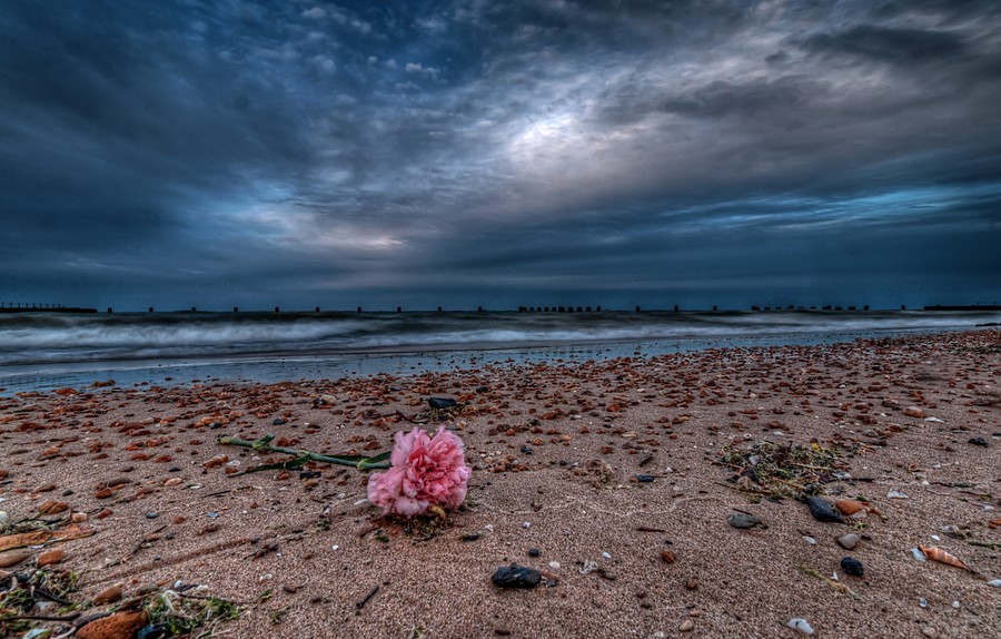 A lost rose washed up on Chicago’s North Avenue Beach