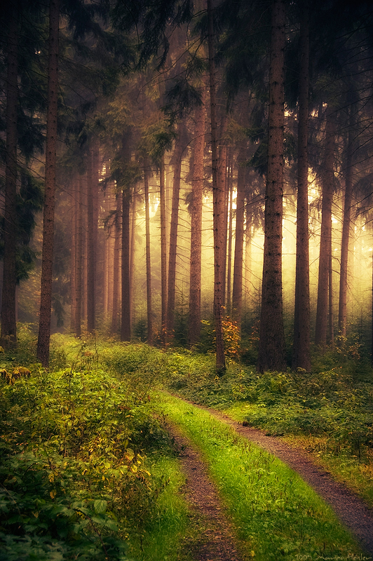 Mystic forest in Vogtland, Saxony, Germany