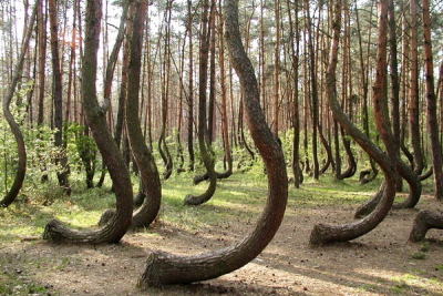 The Crooked Forest, Gryfino, Poland