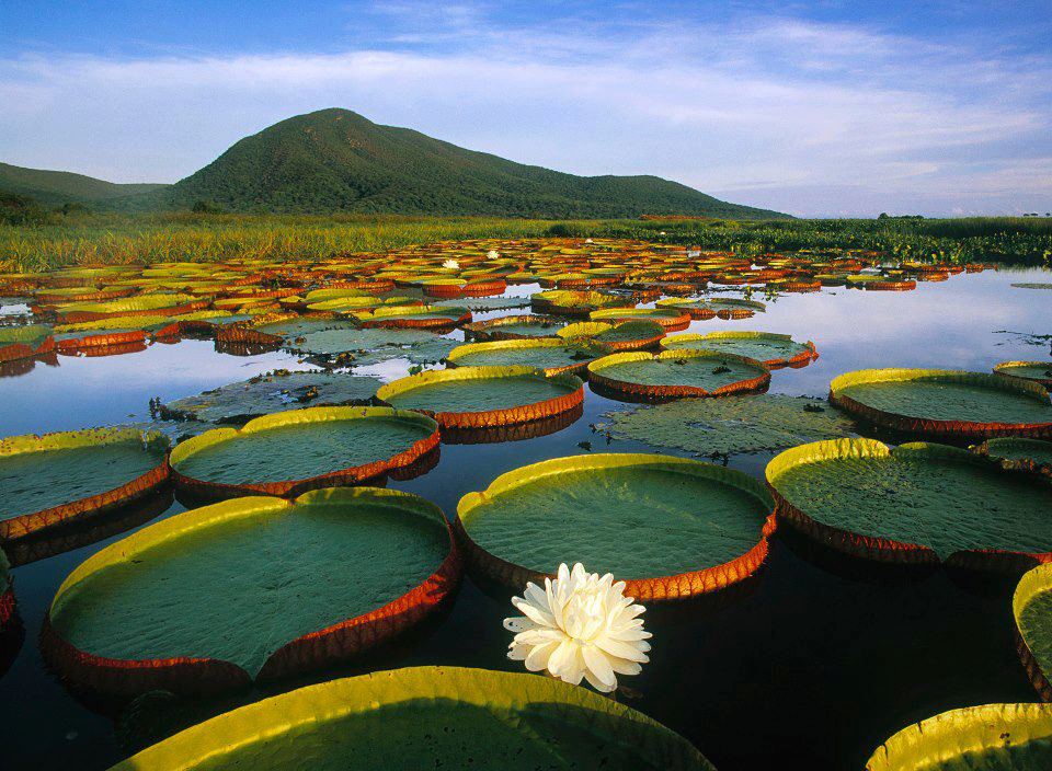 Water Lily, Pantanal Matogrossense National Park, Brazil