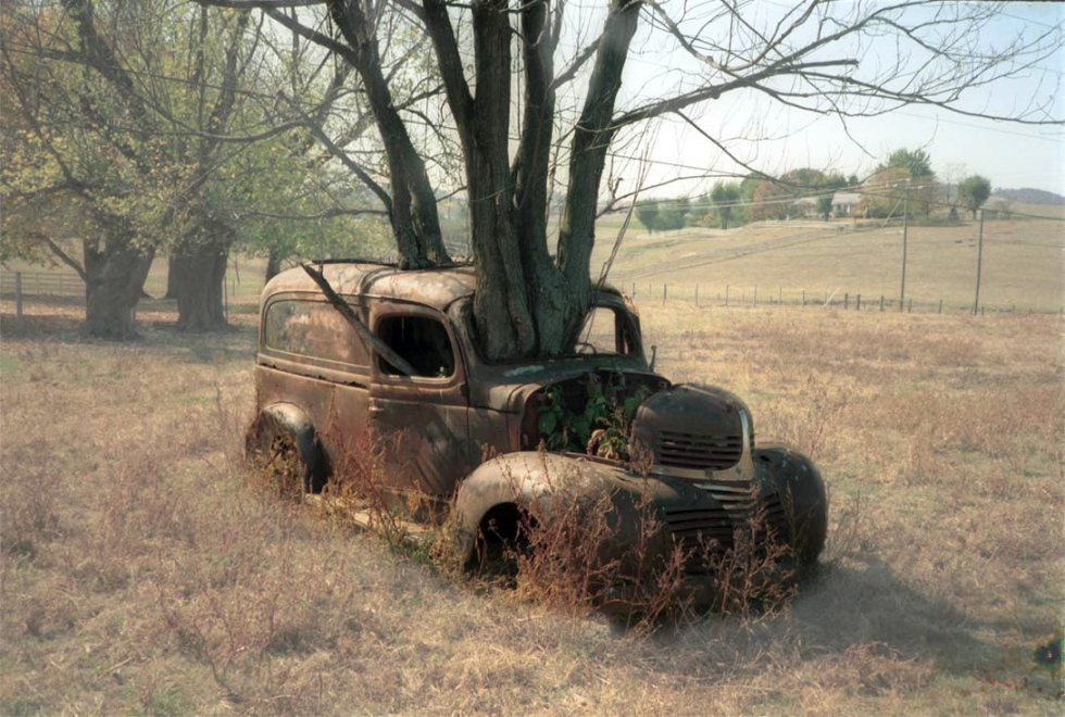 Just a tree growing through a car