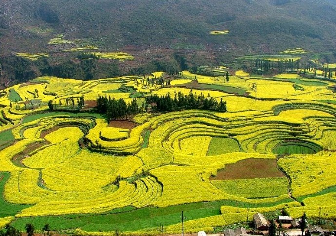 Luoping rape flower field, Luoping County, China