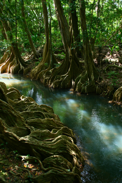 River roots, Indian River, Dominica