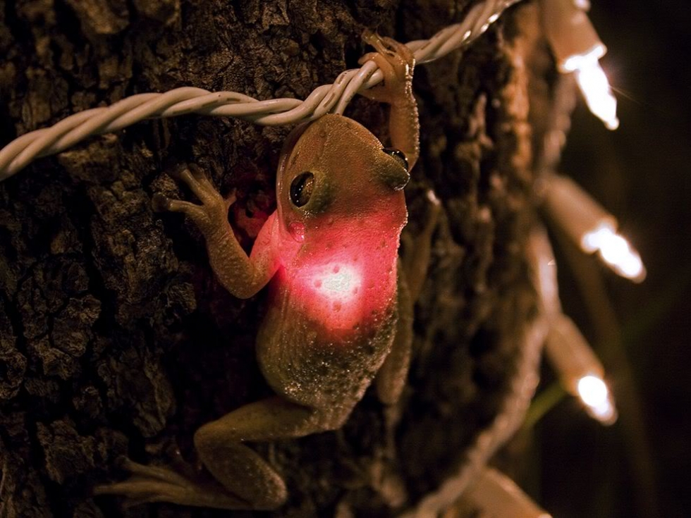 Tree frog eating a christmas light