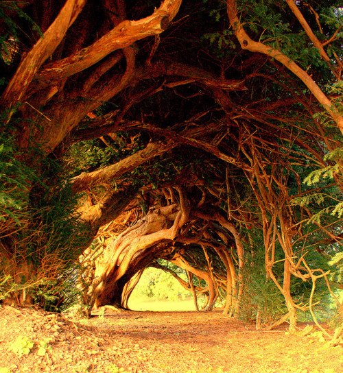 1000 year old Yew trees in Wales