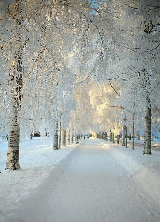 Snowy Morning, Dalarna, Sweden