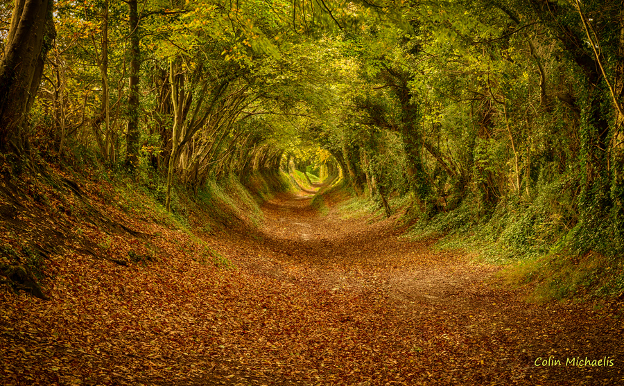Tree tunnel, Halnaker, West Sussex, England