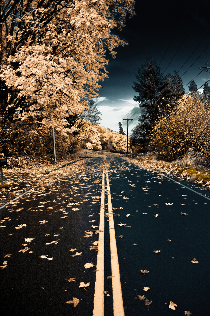 Autumn Road, Kent, Washington