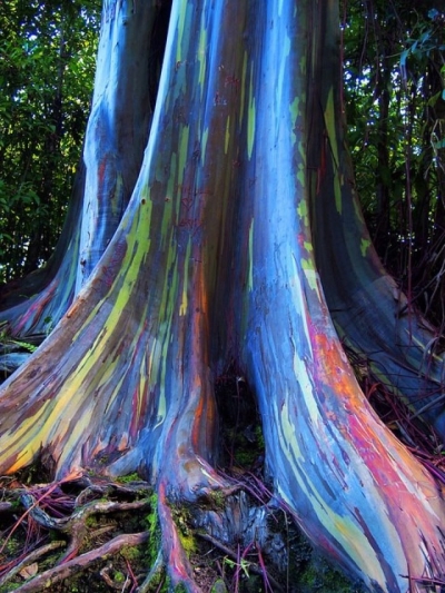 Rainbow Eucalyptus trees, Maui, Hawaii