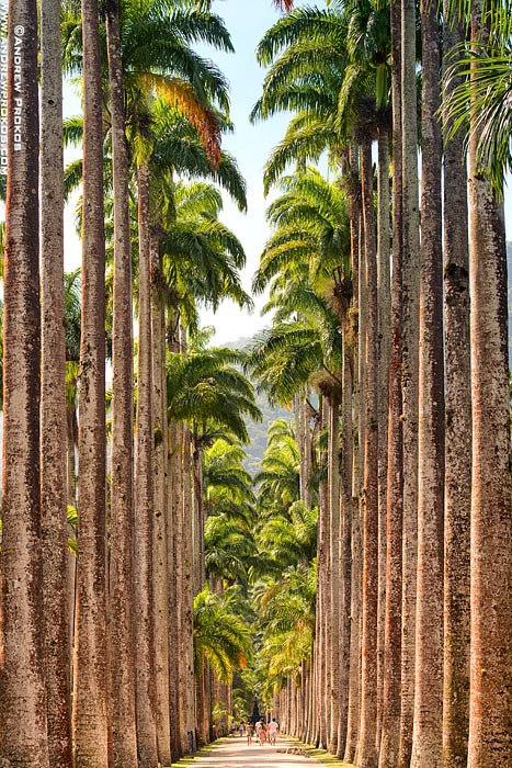 Jardim Botanico Imperial Palms, Rio de Janeiro