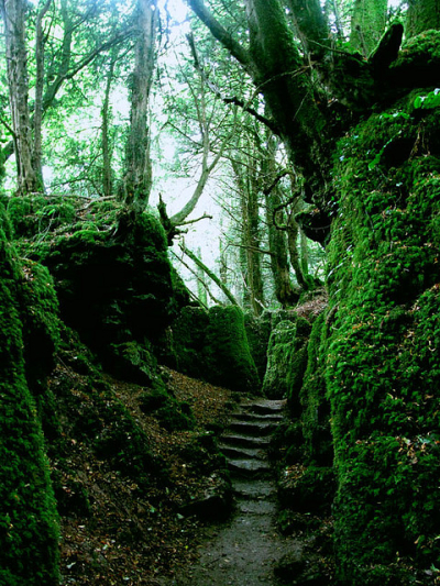 Puzzlewood Forest, Gloucestershire, England
