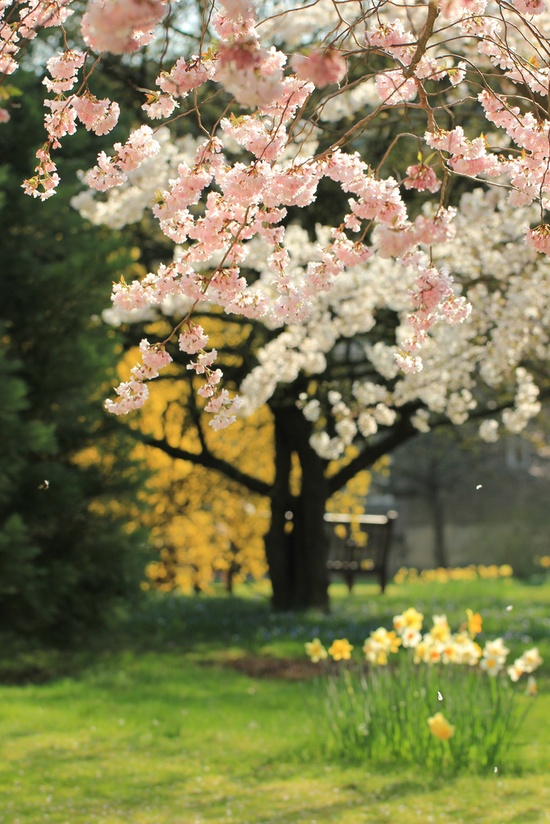 Spring Cherry Blossoms, Sakura, Japan