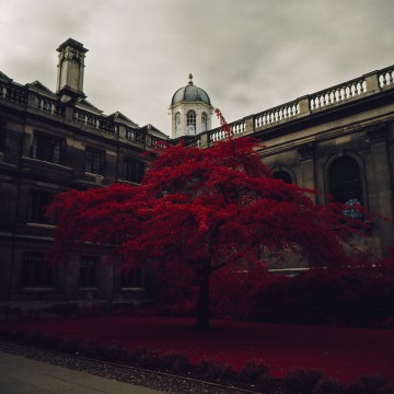 Burgundy tree, Clare College, Cambridge, England