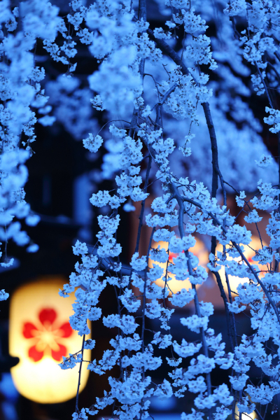 Cherry Blossom Night, Kyoto, Japan