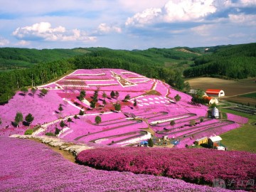 Spring flowers on Hillside, Hokkaido, Japan
