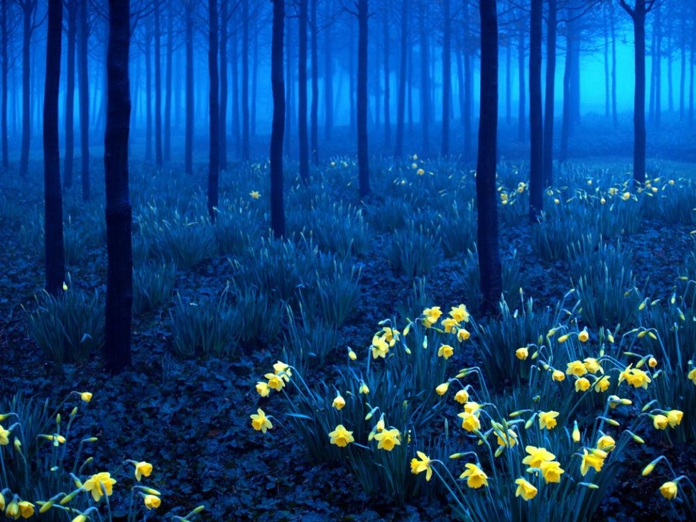 Yellow on Blue, Black Forest, Germany