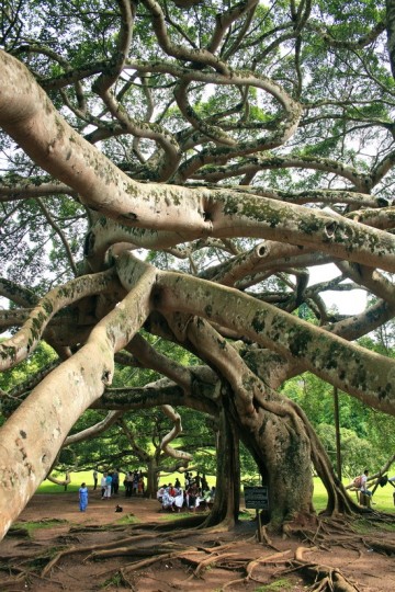 Peradeniya Botanical Garden in Sri Lanka
