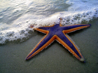 Purple and orange starfish on the beach