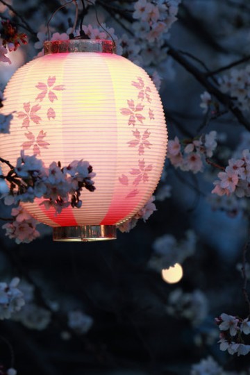 Sakura night, Japan