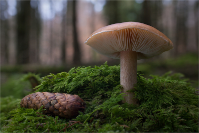 Spring mushroom