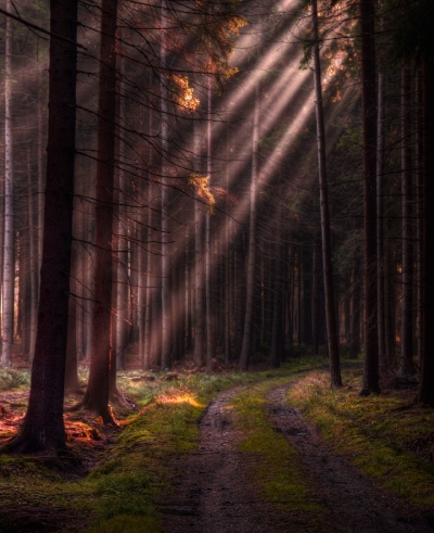 Sun Ray Forest, Czech Republic