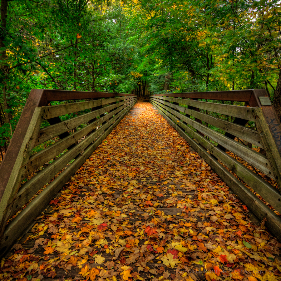 Autumn Bridge, Toronto, Canada