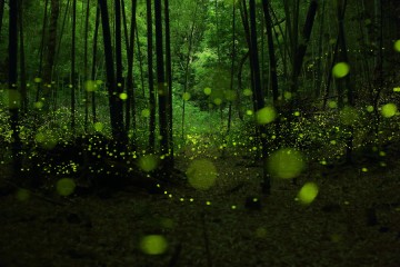 Fireflies in the Forests of Nagoya City