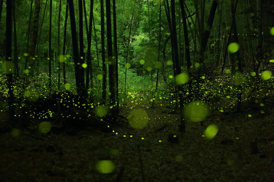 Fireflies in the Forests of Nagoya City, Japan